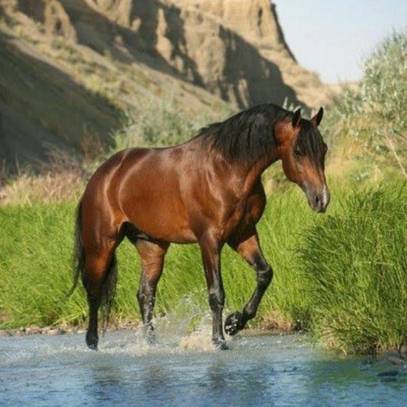 Men's Long Sleeved Shirt - Picture 4 of 8